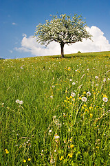 Image showing Bloom Tree