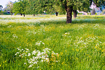 Image showing Flowered Field