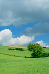 Image showing green fields