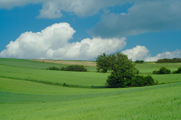 Image showing green fields