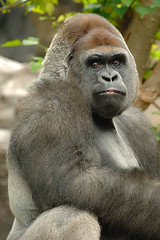 Image showing Gorilla is posing