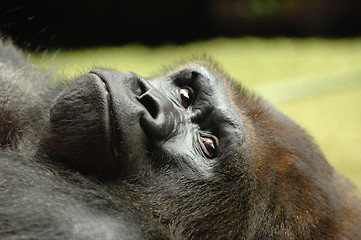 Image showing Resting ape