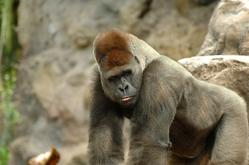 Image showing gorilla posing