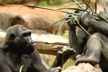 Image showing Ape eating