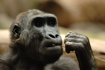 Image showing Ape eating grass