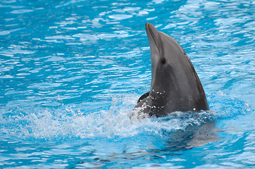 Image showing Dolphin