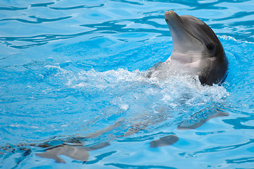 Image showing Happy dolphin