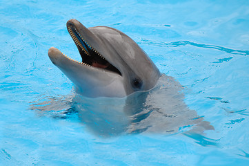 Image showing Happy dolphin