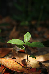 Image showing Forest Seedling