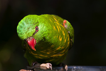 Image showing Scaly-breasted Lorikeet