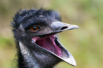 Image showing Emu