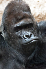 Image showing Gorilla