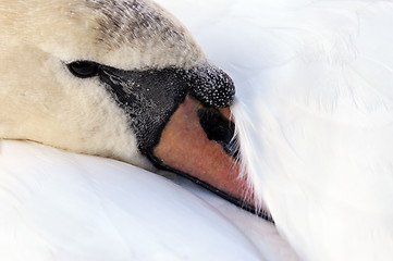 Image showing Swan