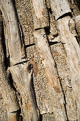 Image showing Logs inside a charcoal kiln