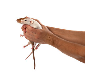 Image showing Two rats in human outstretched hands