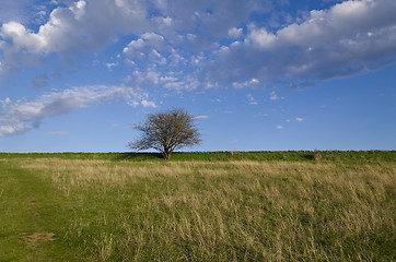 Image showing Tree on a blue