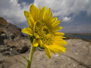 Image showing Sunflower rocks