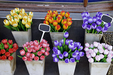 Image showing Wooden Tulips