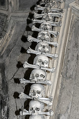 Image showing Human bones.