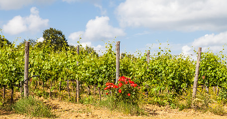 Image showing Tuscany Wineyard