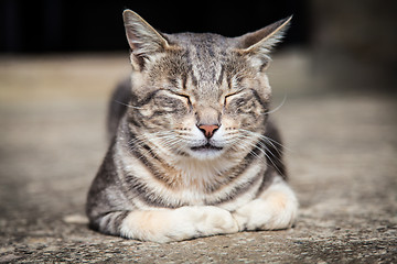 Image showing Sleeping cat