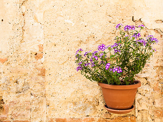 Image showing Tuscan flowers