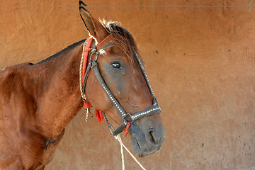 Image showing horse 