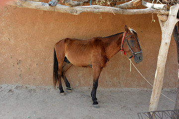 Image showing horse 