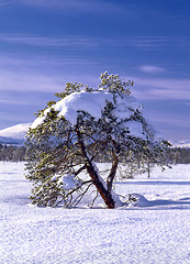 Image showing Winter Tree