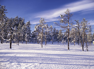 Image showing landscape of winter forest 