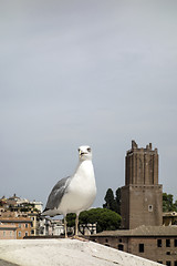 Image showing yellow legged-gull