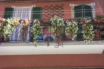 Image showing Beautiful flowers in the park of Cinque Terre 