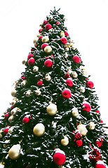 Image showing Christmas tree outdoor