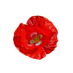 Image showing Poppy red with white middle