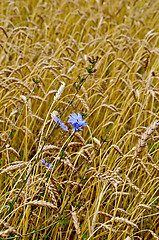 Image showing Chicory in a wheat field