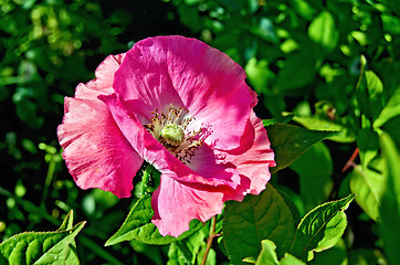 Image showing Poppy pink among foliage