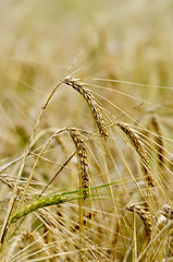 Image showing Rye ears on field background