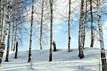 Image showing Birch trees in a winter forest