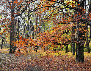 Image showing Autumn colors