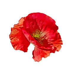 Image showing Poppy red side view