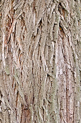 Image showing Bark old willow texture