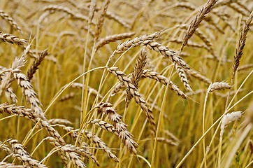 Image showing Spikelets of wheat in a wheat field