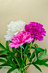 Image showing Peonies on wrapping paper
