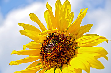 Image showing Sunflower with bumblebee