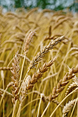 Image showing Spikelets of wheat against the background of a wheat field