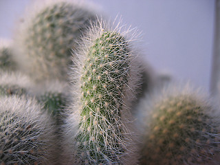 Image showing Cacti