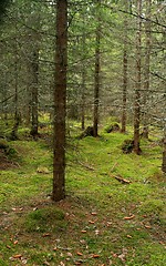 Image showing Spruce forest