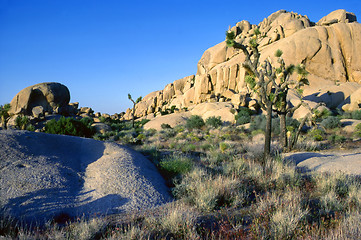 Image showing Yoshua Tree National Park