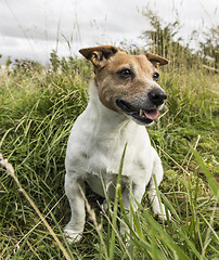 Image showing Jack Russell terrier