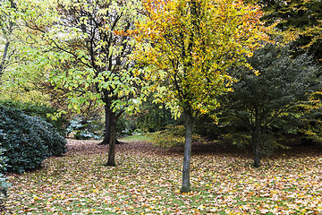 Image showing Autumn colours